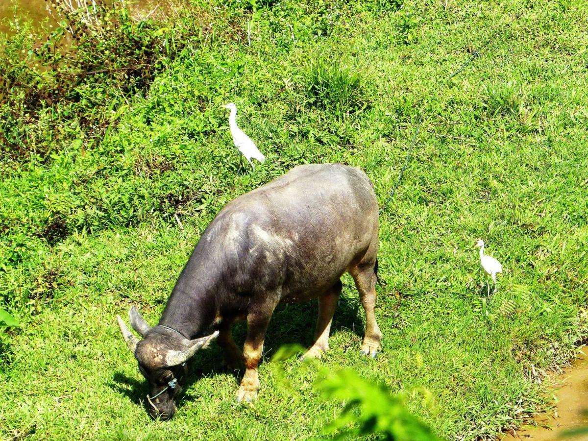 Toraja Torsina Hotel Rantepao Eksteriør bilde